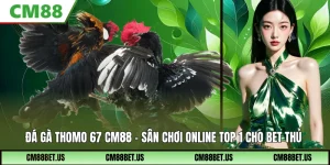 Đá Gà Thomo 67 Cm88 – Sân Chơi Online Top 1 Cho Bet Thủ