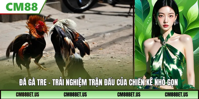 Đá Gà Tre CM88 – Xem Trực Tiếp, Cược Nhanh Thắng Lớn 2026